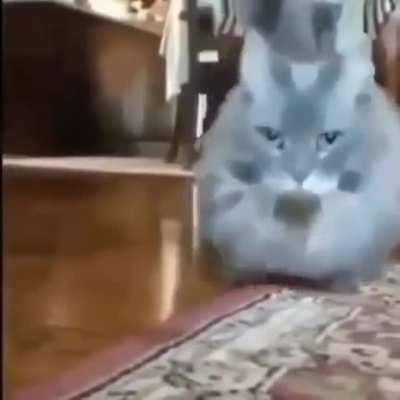 😼