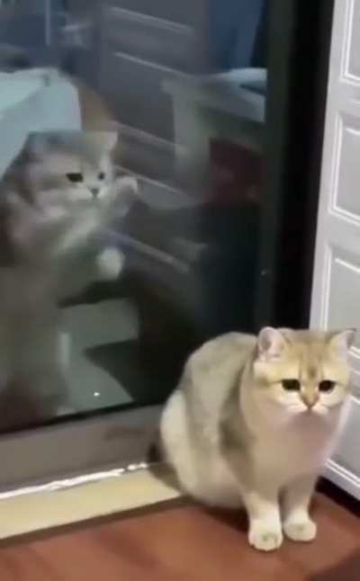 A CaT’s SouL CaN’t ReTuRn tO ItS oWn BoDy