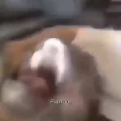 Memes I stole