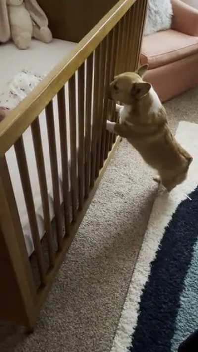 Zelda met her baby sister for the first time today.