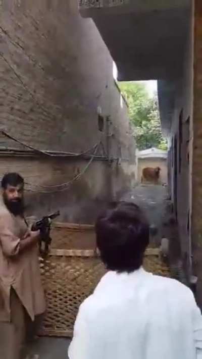 People from Religion of peace using AK47 on a poor cow (so much for peace)