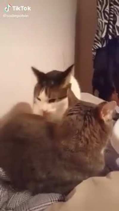 MEeeeeOOOWW