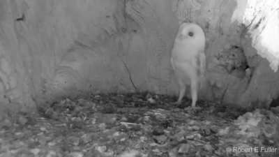 Baby owl hears thunder for the first time