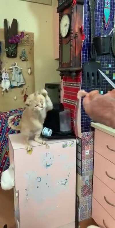 That&rsquo;s how our cat&rsquo;s begging for food...