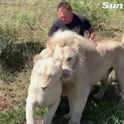 South African farmer is treated like a member of the pride by these rare white lions