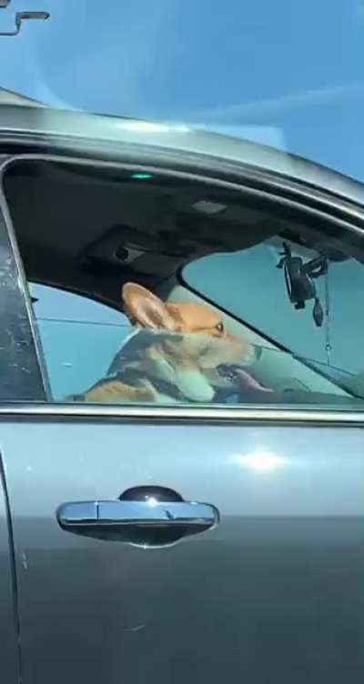 The next dogecoin contestant