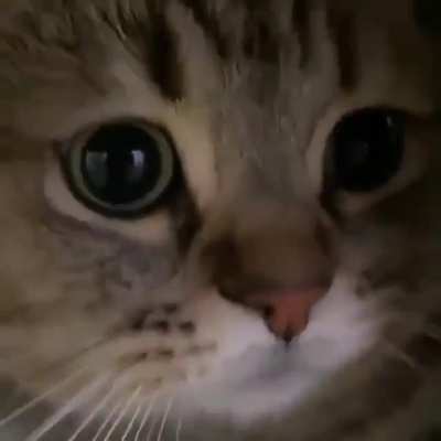 Miyav