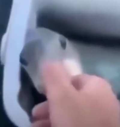 🐟
