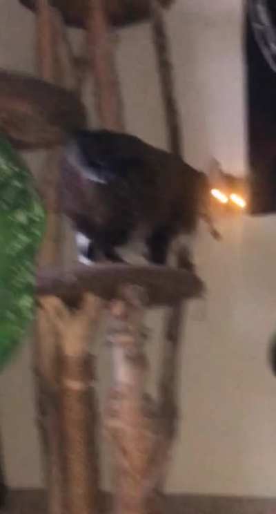 When the human doesn&rsquo;t give you wet food for dinner.