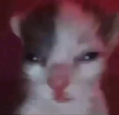 el gato