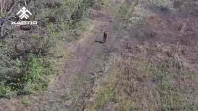 UAV of "Khartia" brigade noticed wounded russian which decides to surrender. The drone drops him water and instructions then leads him to Ukrainian positions (Kharkiv direction)