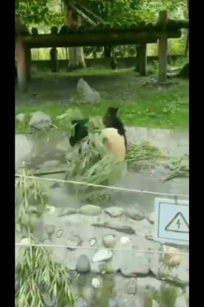 BeelcitosMemes - Video #9239