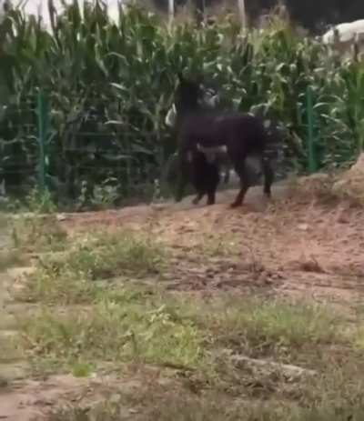 Donkey vs Hyena