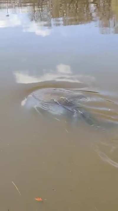Is nature unironically healing? Seal in the Yarra.