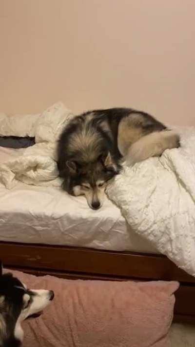 Huskies are dramatic in everything they do...