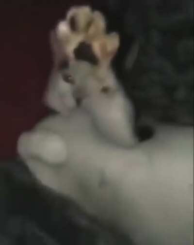 Blursed_cat