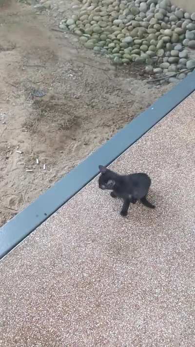 smol cat screams