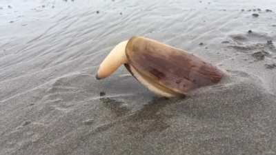 🔥 Clam using its “foot” to dig into the sand 🔥