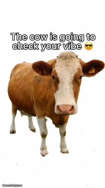 da cow