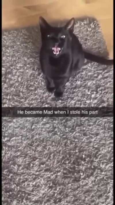 Singing cat?