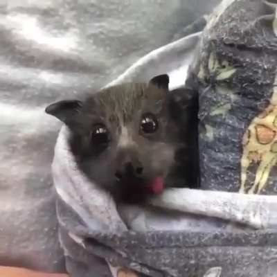 LOST BATS