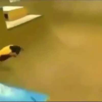 simple monkye