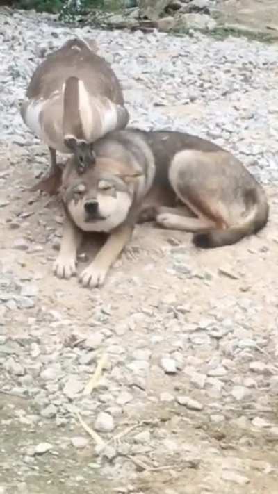 Massage session