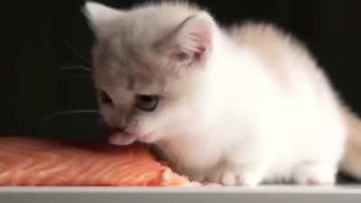 Kitten ULTRAEAT salmon with ULTRAKILL music