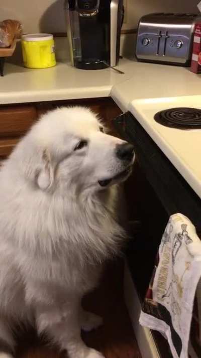 My good boy not begging, he&rsquo;s just hoping really hard.