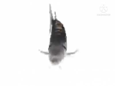 Peixe