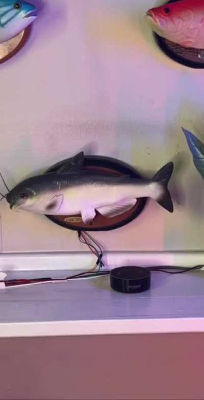 dayum fish.