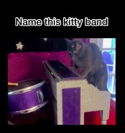 The sound of meowsic 