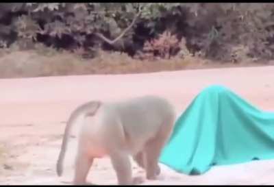 Monkey got spooked