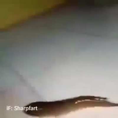 What Pok&eacute;mon is this?