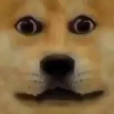 Doge love you