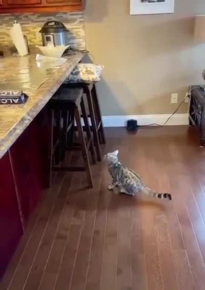 Cat deterrent
