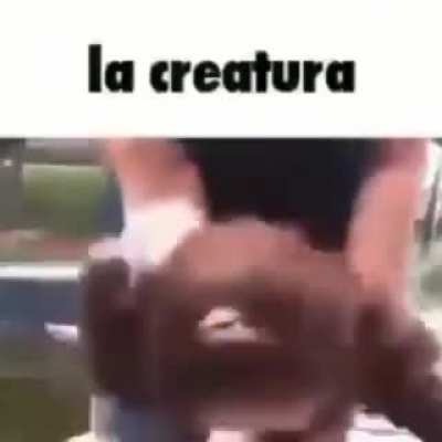 chihuahuas be like