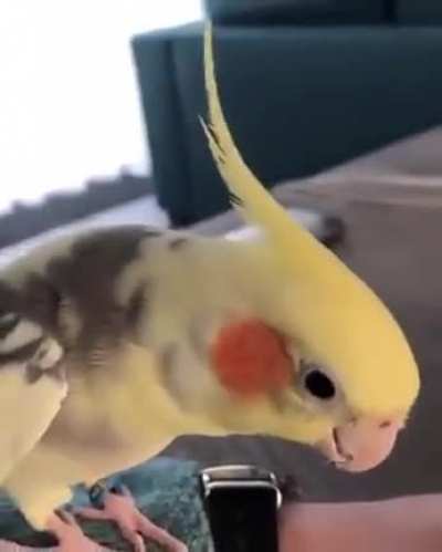 whatsapp bird