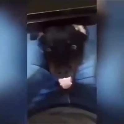 Chomp