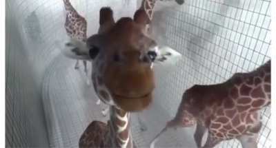 Giraffe&rsquo;s .. are just like us.
