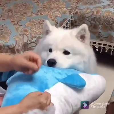 Дельфин будет в порядке?
