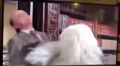 Blursed dog