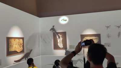 3D revivification in dinosaur museum