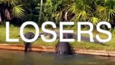 Respeitem os jacar&eacute;s e crocodilos