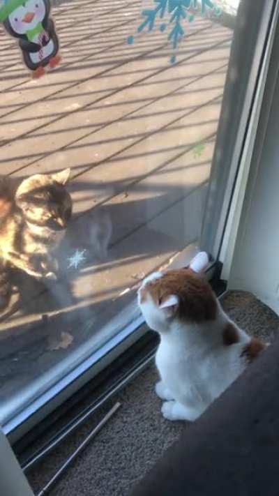 DON&rsquo;T PET THE KITTY!!