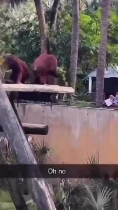 Monke get mad