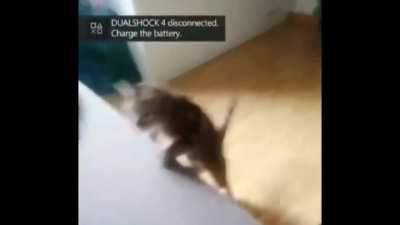 Cat disconnected