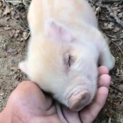 Was es wohl gerade tr&auml;umt? 🐽