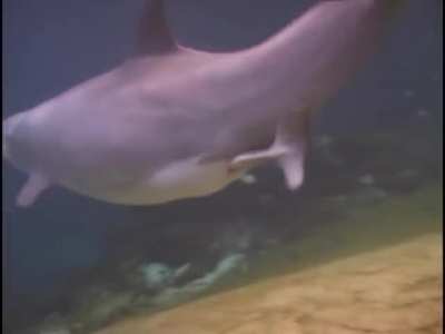 Baby dolphin