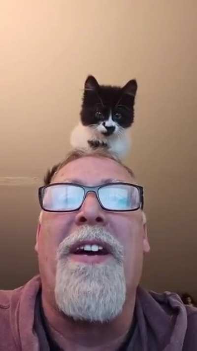 Cat Hat